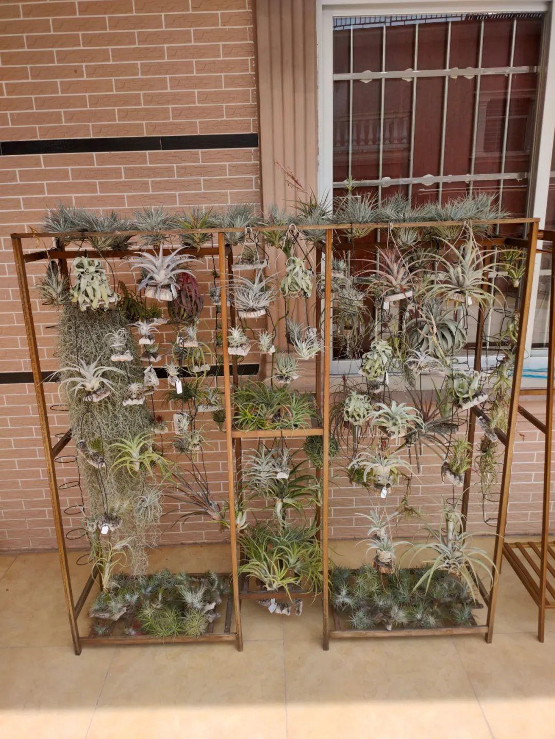 在室内啥植物都养不好，试下这6种新手绿植，不开花也好看